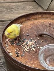 Found/Stray Unknown Bird last seen Martin Luther Kind Blvd, Jefferson, GA 30549