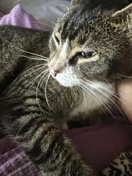 Reunited Male Cat last seen Pennsylvania Avenue and walnut street , Coatesville, PA 19320