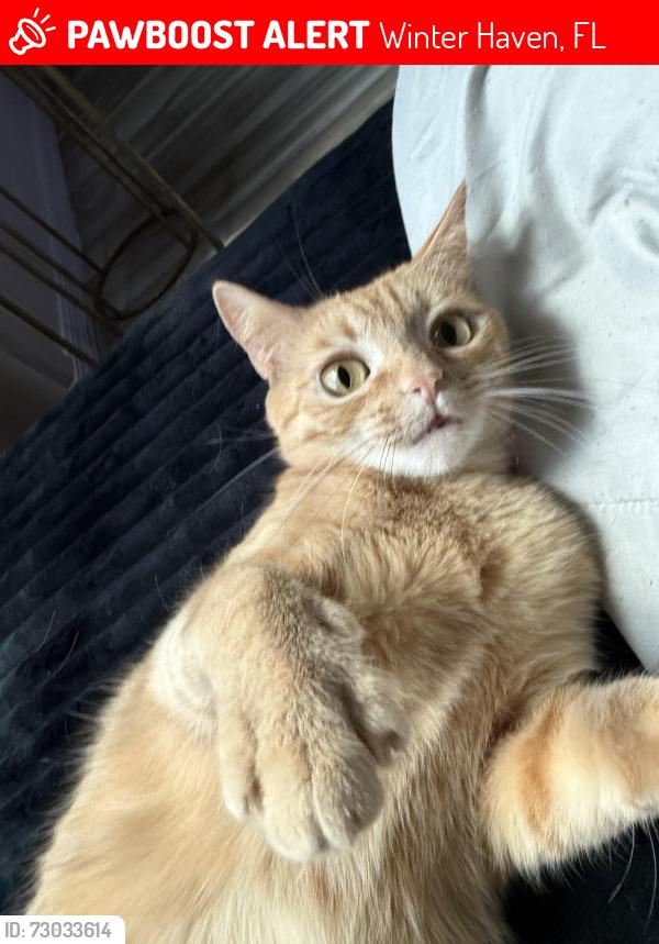 Lost Female Cat last seen Buckeye, Winter Haven, FL 33881