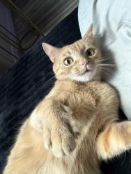 Lost Female Cat last seen Buckeye, Winter Haven, FL 33881