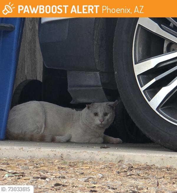Found/Stray Unknown Cat last seen Carter & 43rd St, Phoenix, AZ 85042
