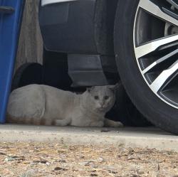 Found/Stray Unknown Cat last seen Carter & 43rd St, Phoenix, AZ 85042