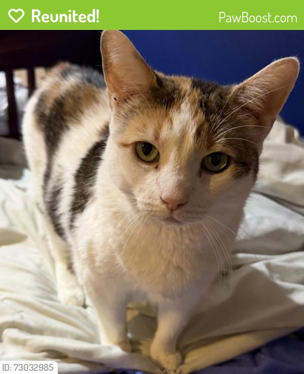 Reunited Female Cat last seen Near Stevenson Drive, Marlboro Township, NJ 07746