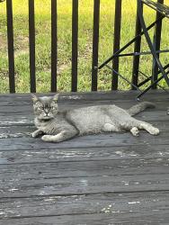 Found/Stray Unknown Cat last seen Glenrose Dr and Sidneys Way, Durham, NC 27703