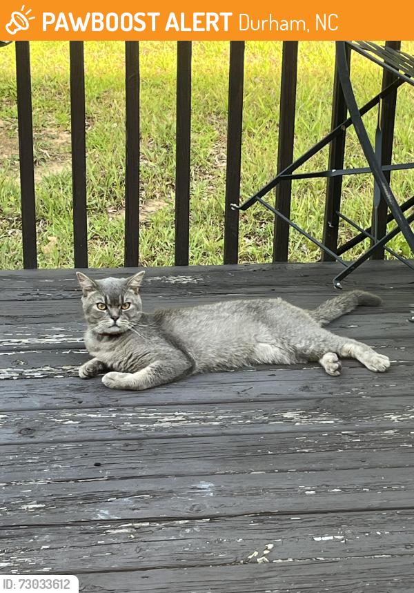 Found/Stray Unknown Cat last seen Glenrose Dr and Sidneys Way, Durham, NC 27703