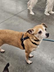 Reunited Male Dog last seen Regal Cinemas and Ashley Furniture store, Lowell, NC 28098