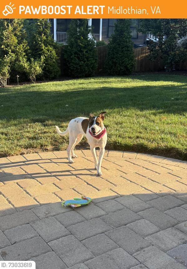 Found/Stray Female Dog last seen Waverton and Dordon, Midlothian, VA 23112