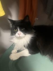 Reunited Female Cat last seen King street west and Spencer avenue , Toronto, ON M6K
