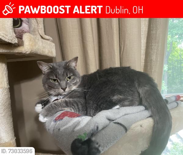 Lost Female Cat last seen Wyandotte woods blvd , Dublin, OH 43016