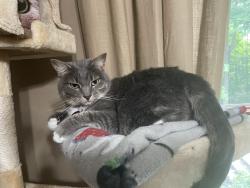 Lost Female Cat last seen Wyandotte woods blvd , Dublin, OH 43016
