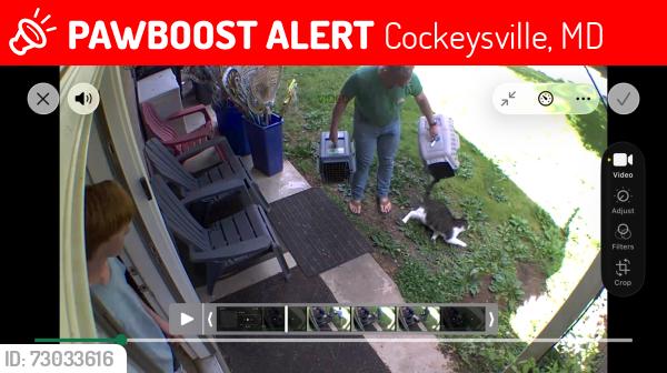Lost Male Cat last seen Wake Robin Drive, Cockeysville, MD 21030, Cockeysville, MD 21030