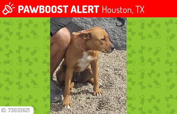 Lost Female Dog last seen Fuel Maxx 15110 Crosby Fwy Houston, Houston, TX 77049
