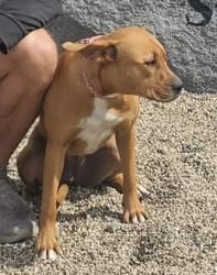 Lost Female Dog last seen Fuel Maxx 15110 Crosby Fwy Houston, Houston, TX 77049