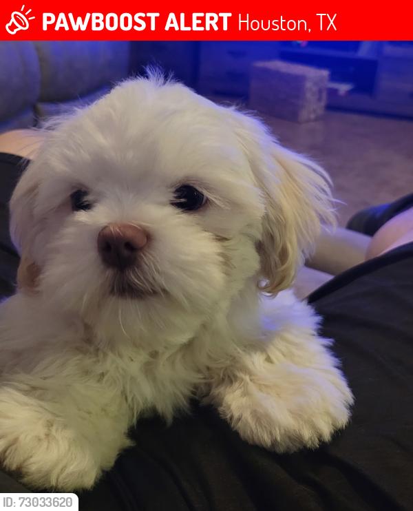 Lost Male Dog last seen Near Robmore st., Houston, TX 77076