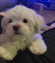 Lost Male Dog last seen Near Robmore st., Houston, TX 77076
