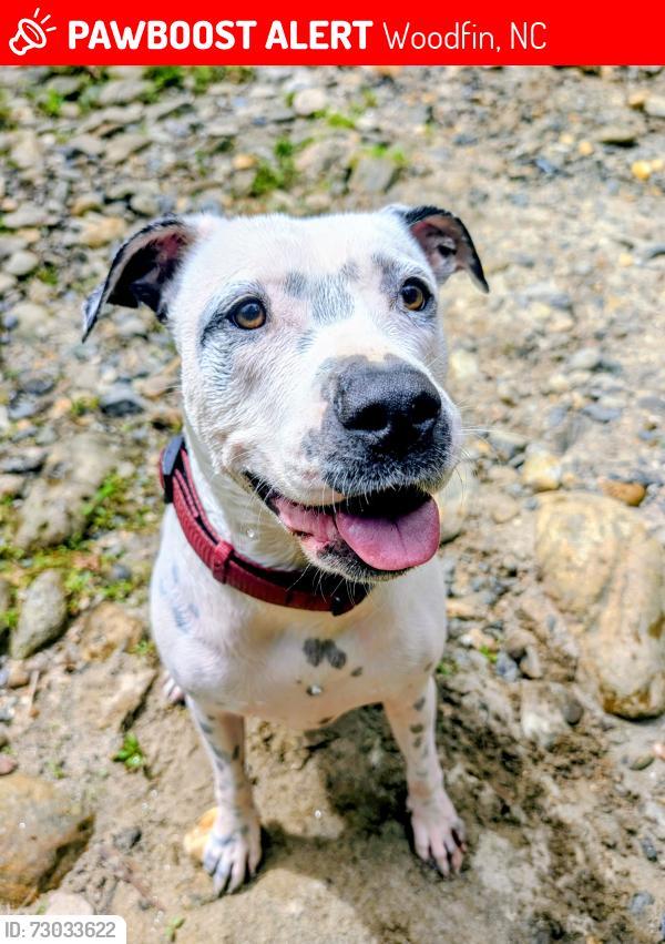 Lost Female Dog last seen Near elkwood ave in woodfin, nc , Woodfin, NC 28804