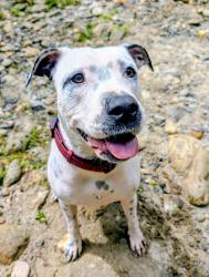 Lost Female Dog last seen Near elkwood ave in woodfin, nc , Woodfin, NC 28804