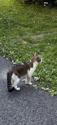 Found/Stray Male Cat last seen River st and 211 montgomery, Montgomery, NY 12549