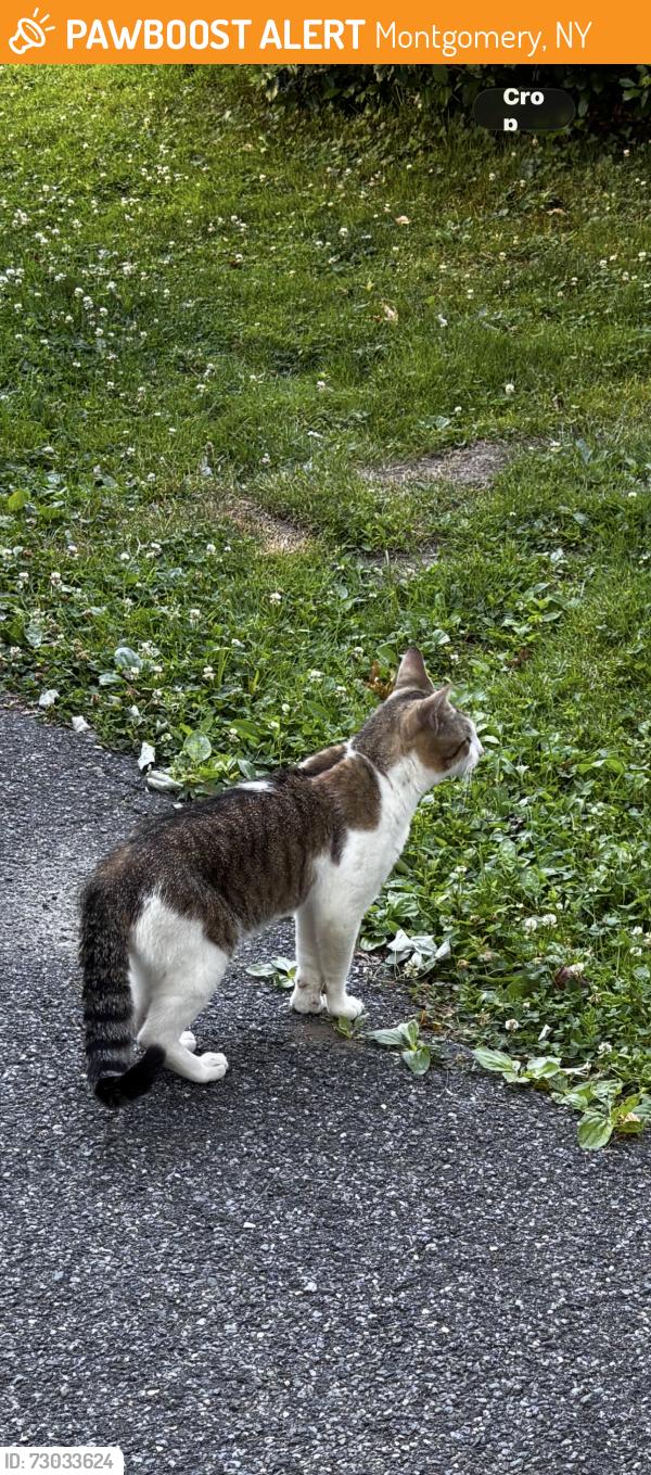 Found/Stray Male Cat last seen River st and 211 montgomery, Montgomery, NY 12549