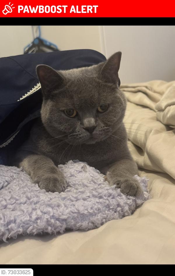 Lost Male Cat last seen Rochdale road Blackley , Greater Manchester, England M9 6PH