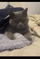 Lost Male Cat last seen Rochdale road Blackley , Greater Manchester, England M9 6PH