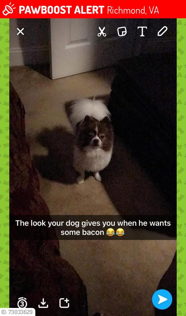 Lost Male Dog last seen Henrico arms or Darby town apmts , Richmond, VA 23231