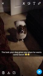 Lost Male Dog last seen Henrico arms or Darby town apmts , Richmond, VA 23231