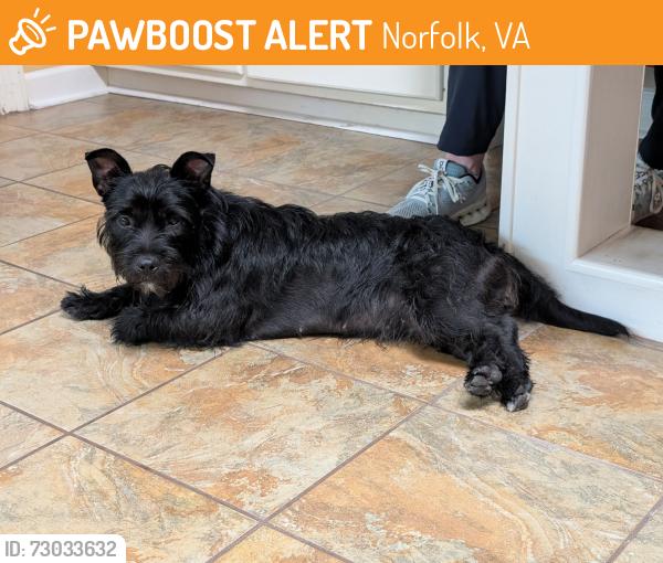 Found/Stray Unknown Dog last seen Caroline St and Oak Grove Rd, Norfolk, VA 23505