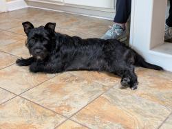 Found/Stray Unknown Dog last seen Caroline St and Oak Grove Rd, Norfolk, VA 23505