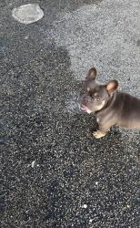 Found/Stray Male Dog last seen 47th Ave and 170th street, Miami Gardens, FL 33056