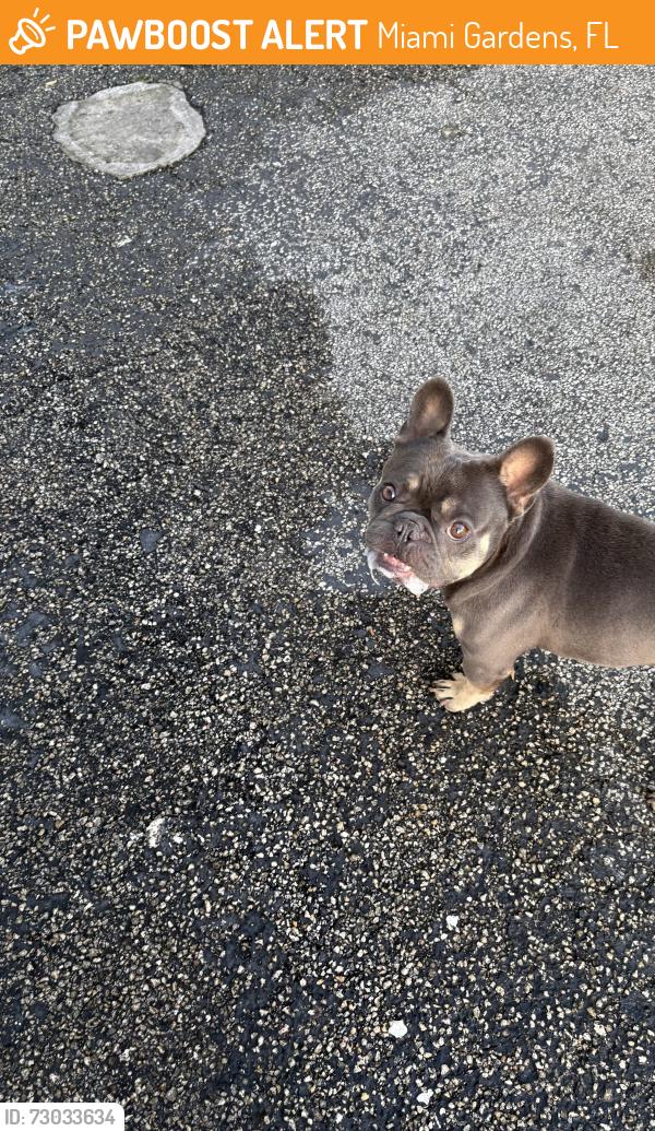 Found/Stray Male Dog last seen 47th Ave and 170th street, Miami Gardens, FL 33056