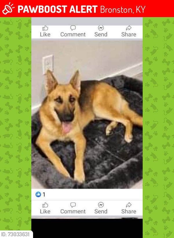 Lost Male Dog last seen Gibson, Bronston, KY 42518