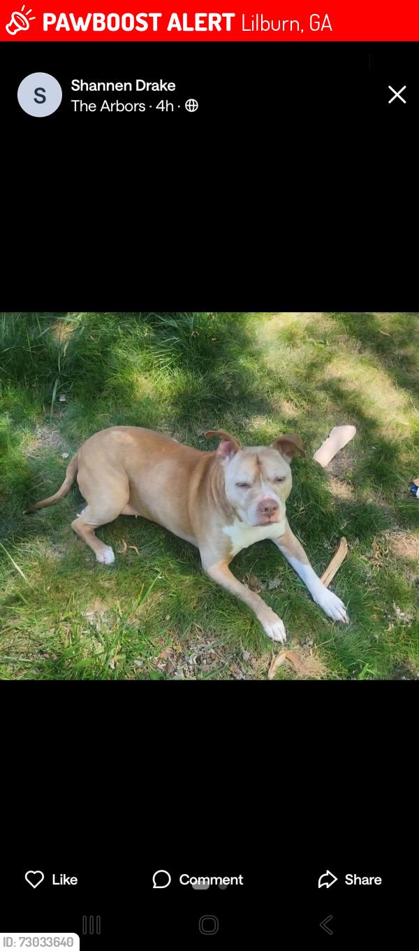 Lost Female Dog last seen Cascade drive, Rockbridge road, Lilburn, GA 30047