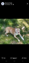 Lost Female Dog last seen Cascade drive, Rockbridge road, Lilburn, GA 30047