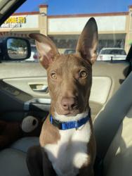 Lost Female Dog last seen John west rd , Dallas, TX 75228