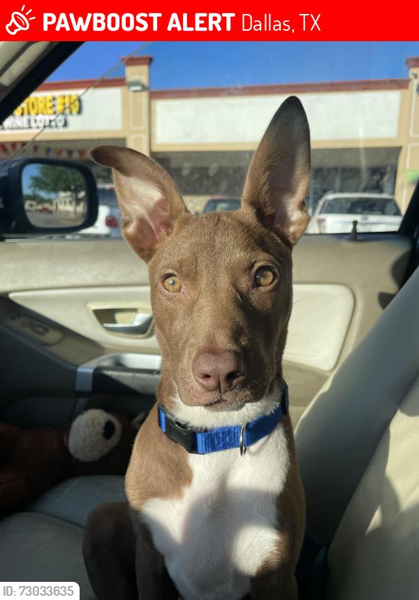 Lost Female Dog last seen John west rd , Dallas, TX 75228