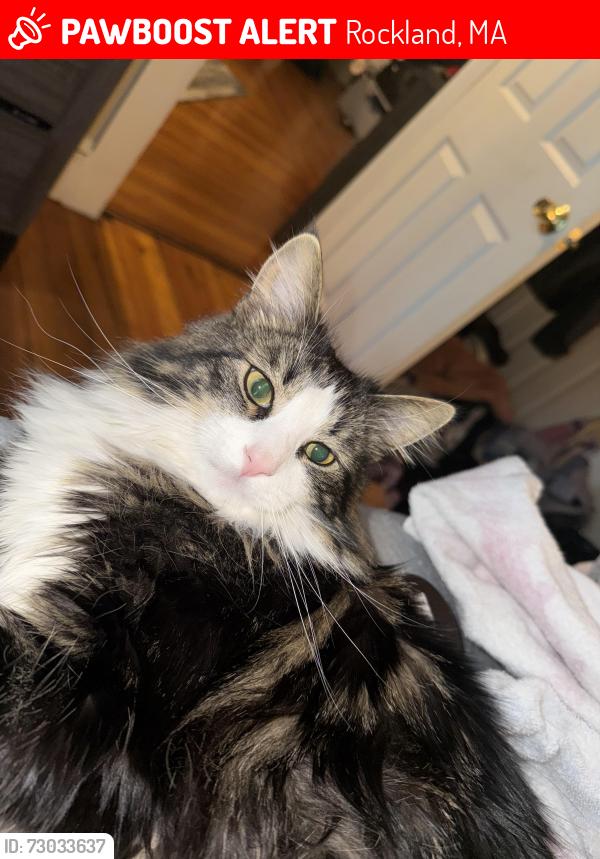Lost Male Cat last seen Franklin ave and church street, Rockland, MA 02370