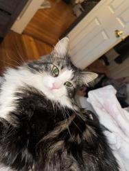 Lost Male Cat last seen Franklin ave and church street, Rockland, MA 02370