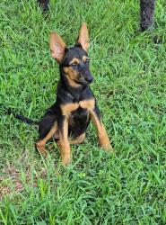 Found/Stray Female Dog last seen River Laurel Dr & Spears Rd, Houston, TX 77067