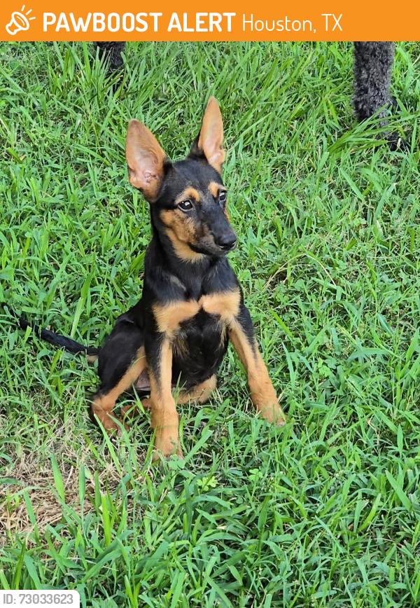 Found/Stray Female Dog last seen River Laurel Dr & Spears Rd, Houston, TX 77067