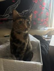 Lost Female Cat last seen apmts, Laguna Niguel, CA 92677