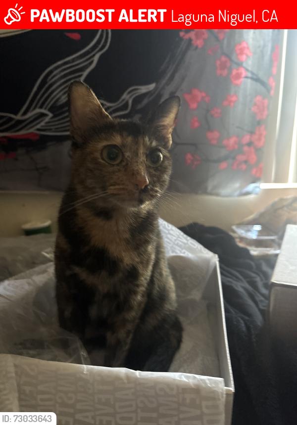 Lost Female Cat last seen apmts, Laguna Niguel, CA 92677