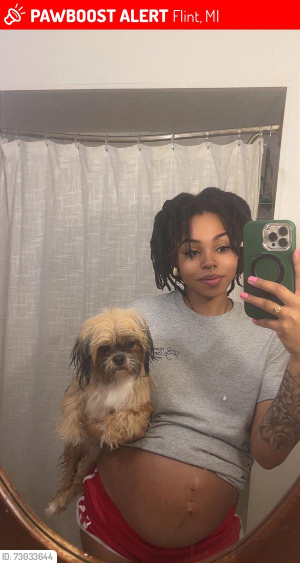 Lost Female Dog last seen Ballenger and flushing, Flint, MI 48503