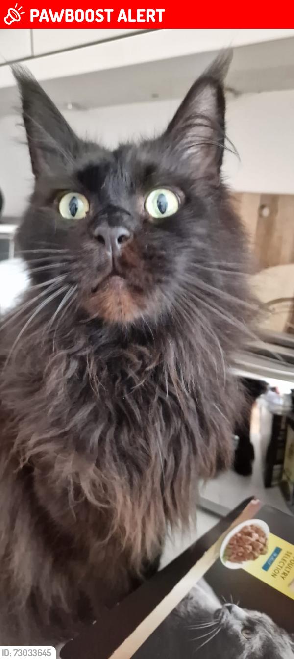Lost Male Cat last seen Doveridge Road/ Tixall Road , West Midlands, England B28