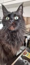 Lost Male Cat last seen Doveridge Road/ Tixall Road , West Midlands, England B28