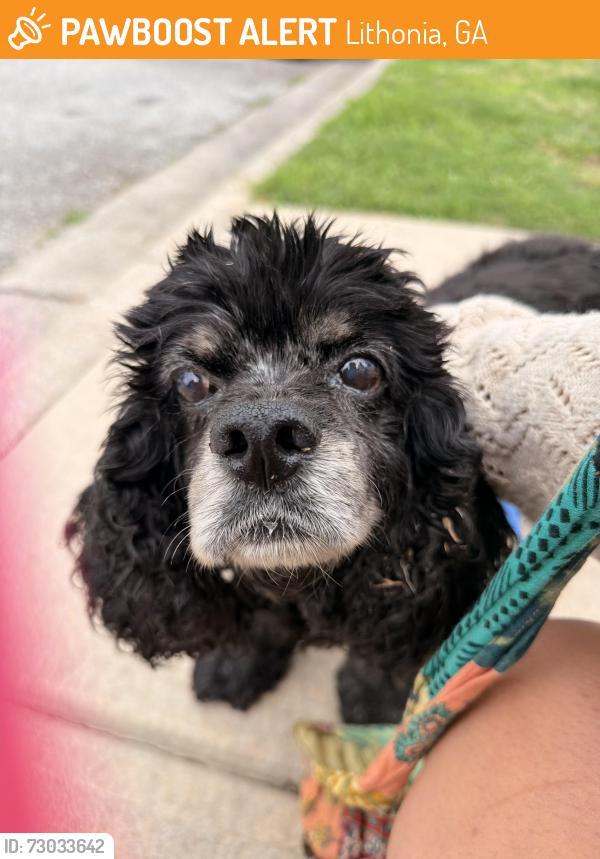 Found/Stray Male Dog last seen Near Hillvale Rd, Lithonia, Lithonia, GA 30058
