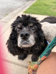 Found/Stray Male Dog last seen Near Hillvale Rd, Lithonia, Lithonia, GA 30058