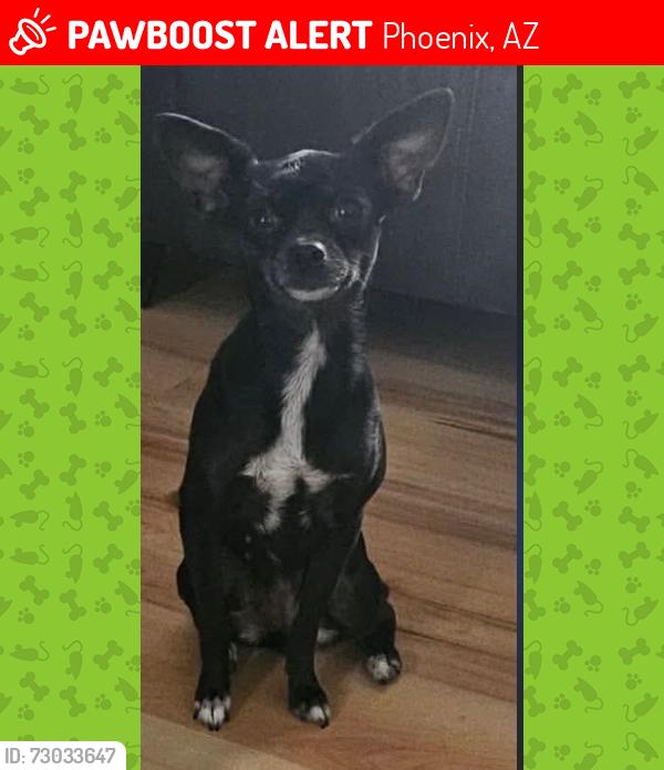 Lost Female Dog last seen Near s 1st Ave, Phoenix, AZ 85003