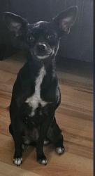 Lost Female Dog last seen Near s 1st Ave, Phoenix, AZ 85003