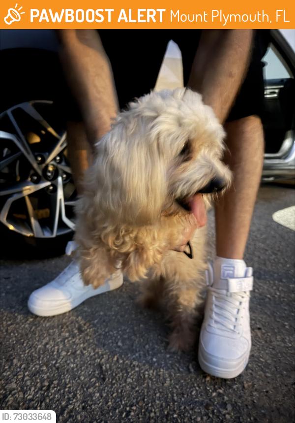 Found/Stray Female Dog last seen Mt Plymouth Rd 437 running towards S Curves, Mount Plymouth, FL 32776